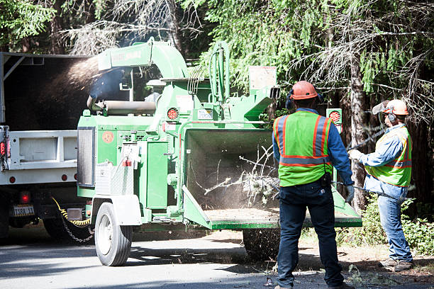 Tree Care